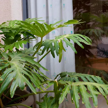 Atlantic Star - No Stress Holidays