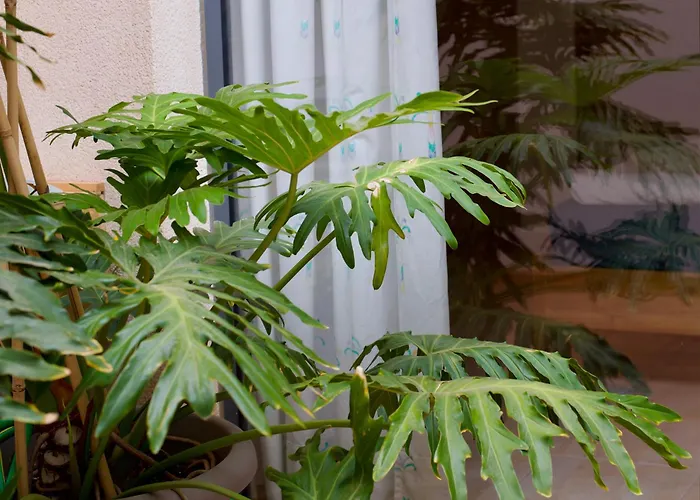 Atlantic Star - No Stress Holidays